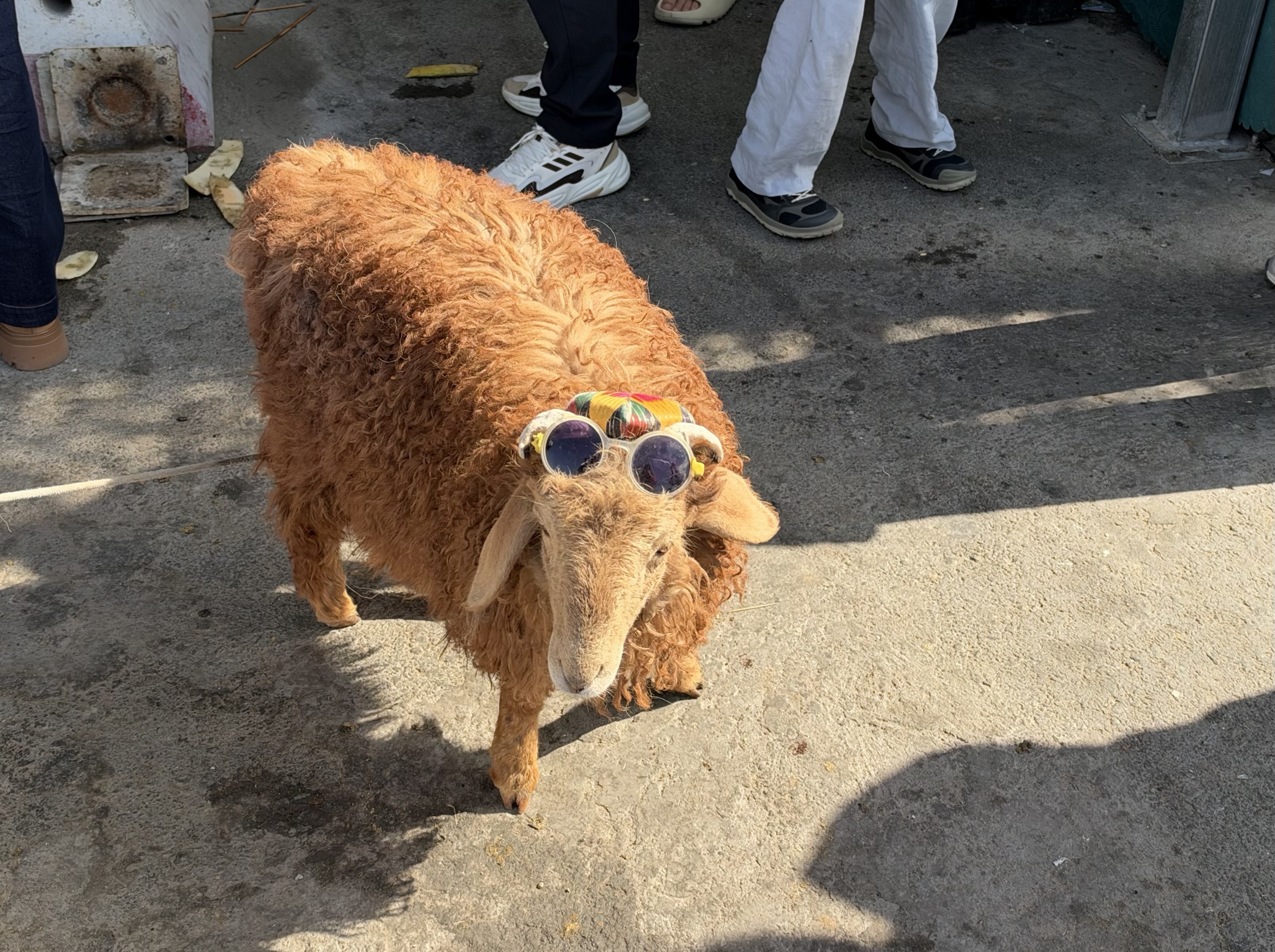 羊